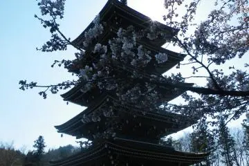 Pemandangan pagoda di balik bunga sakura pada awal musim semi