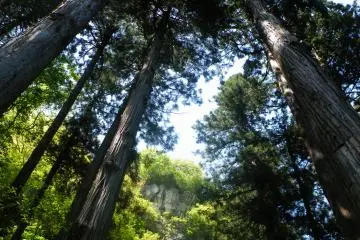 <p>One of the things I absolutely love about Yamadera is the abundance of these old trees that reach for the sky.</p>