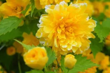 <p>You'll encounter many different and beautiful species of flora as you journey to the mountain top.</p>