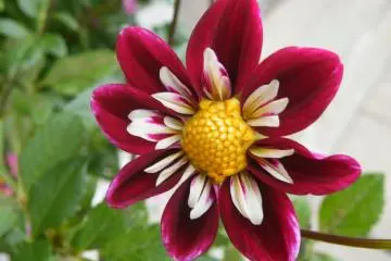 <p>I have never seen this flower before but had to stop to get a photo. Absolutely beautiful!</p>