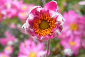 <p>One of the highlights on my trek to the mountain top was the flora I saw along the way.</p>