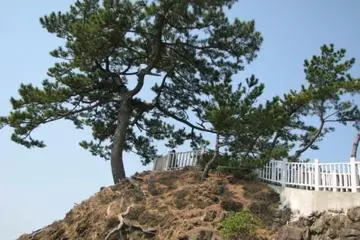 beautiful tree
