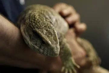 As beautiful as it looks! Ever tried holding a large lizard in your hands?