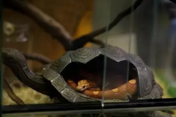 A corn snake, non-venomous and generally harmless