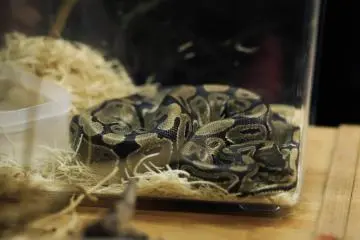 <p>Pythons are the most common species bred in this store.</p>