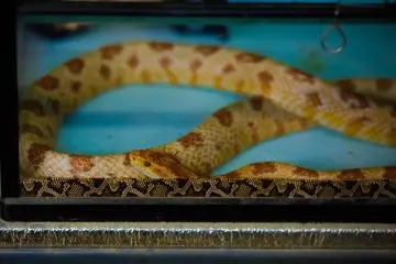 <p>Snake breeding</p>