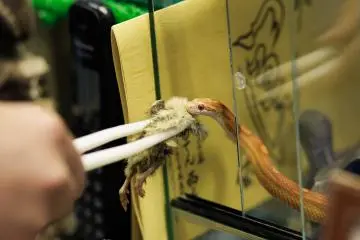 <p>Non-venomous corn snake ready for its lunch</p>