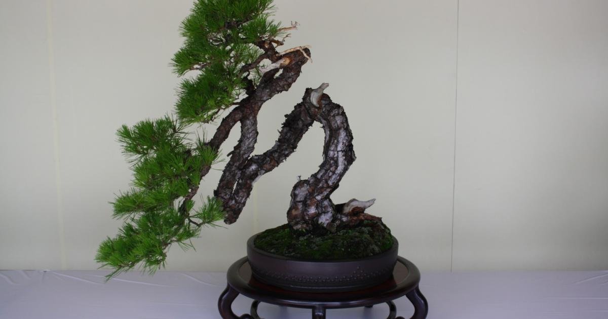 Bonsai & Suiseki at Meiji Shrine 2026 - June Events in Tokyo - Japan Travel