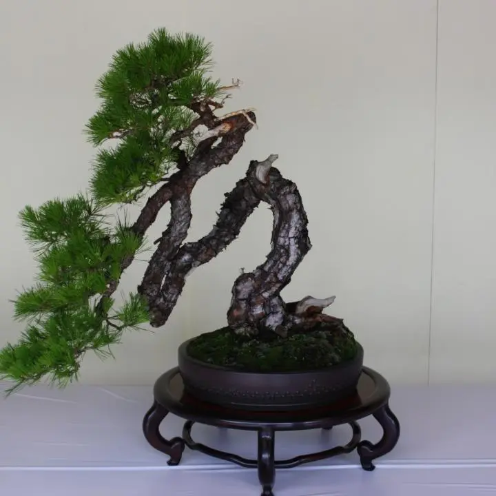 Bonsai & Suiseki at Meiji Shrine 2026 - June Events in Tokyo - Japan Travel