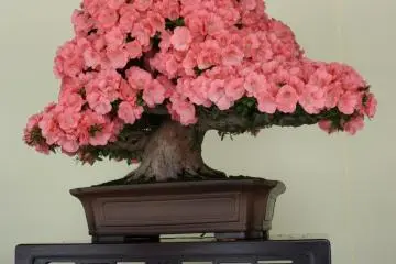 <p>Another beautiful azalea bonsai</p>