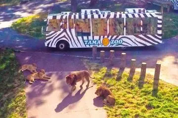 <p>Into the Lion's Den. The special sightseeing bus</p>