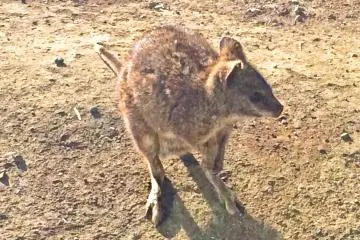 <p>G`day mate! A Wallaby in the Australian Zone</p>