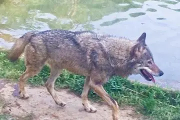 <p>Up close and personal with a Wolf, albeit from the safety of a glass wall</p>