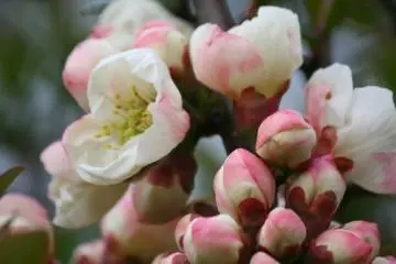 <p>ซากุระออกเป็นพุ่ม</p>