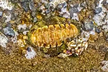 <p>One of numerous fossils found along the coast</p>