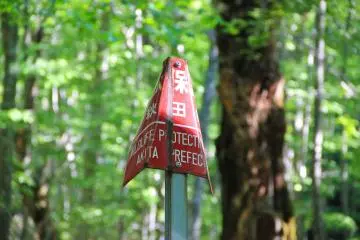 <p>The surrounding forest, located within the&nbsp;Towada-Hachimantai National Park</p>