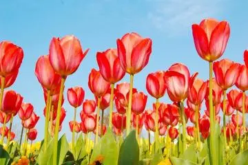 The Kasai Flower Center