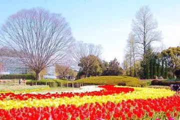<p>A very splendid field of red, white and yellow tulips. Approximately 300,000 of them.</p>