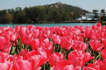 <p>A bed of pink tulips overlooking the other side of the flower center.</p>