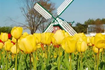 <p>The windmill and a bed of yellow tulips.</p>