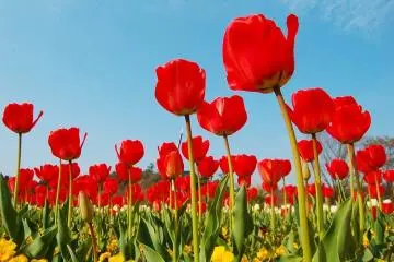 <p>These stunning flowers will never fail to put a smile on your face.</p>