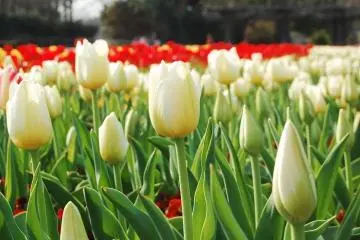 <p>And more tulips are just waiting to bloom at the right time.</p>