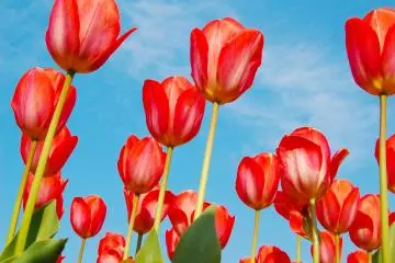 <p>See how these tulips compliment the beautiful sky? Really amazing!</p>