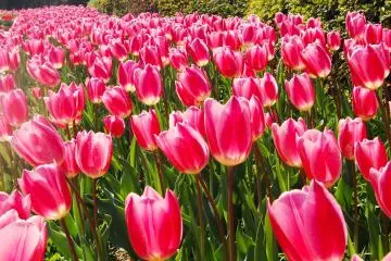 <p>Pink tulips to welcome you right after the main entrance.</p>