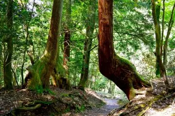 <p>Warped trees!</p>