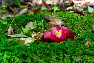 <p>Red camellia on the soft moss carpet</p>