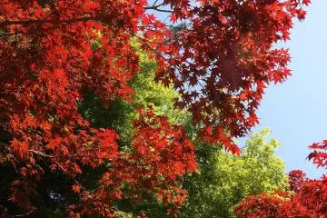 <p>Des feuilles color&eacute;es &agrave; toutes les saisons</p>