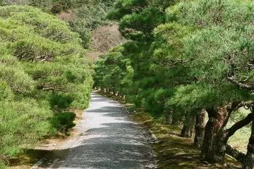 Pine aisle - entrance to the Upper Villa at Shugakuin