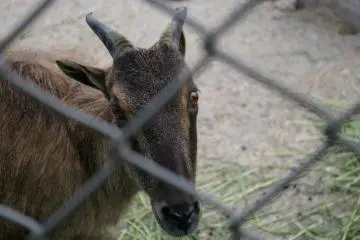 One of the locals...