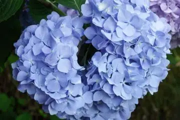 ไฮเดรนเยียสีม่วงอ่อน