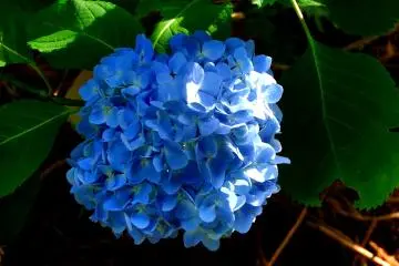 Close-up of blue hydrangea 