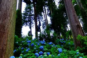 Hydrangeas were everywhere in the forest