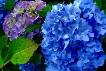 ภาพระยะใกล้ของไฮเดรนเยียสีม่วงและสีฟ้า