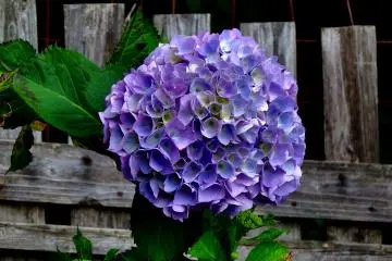 ไฮเดรนเยียสีม่วงริมรั้ว