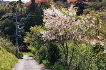 Walking around Wakamiya Onsen