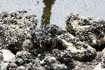 <p>There's quite a few dirty sea shells on the side of the lake, there's also a sea or ocean type smell in the area mainly due to the dirty water.&nbsp;</p>