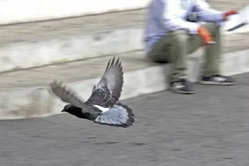 <p>It's a good place to relax, sit down and watch the race or bet on the race and hope to win some money. Watch out for the freeloading pigeons though, they're everywhere!&nbsp;</p>