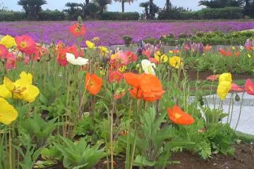 Flowers at Kodomo No Kuni