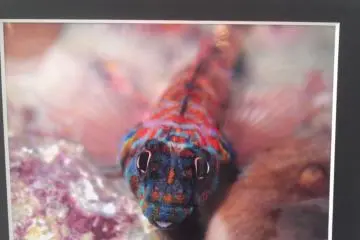 Local wildlife photos on display at Palm Beach Hotel Activity Center