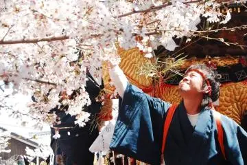 <p>This guys shook the Sakura and the petals fell down like a confetti and it was really beautiful.</p>