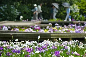 The approach to the 140,000 iris garden in Yokosuka
