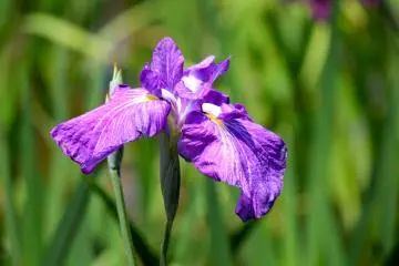 There are 412 varieties in bloom. This purple iris is such a beauty!