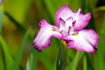 I wanted to find that one, special iris that melted my heart. I found it!