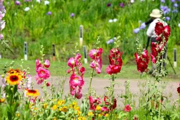 <p>In addition to the 140,000 irises in bloom, you can find other flower types in full glory during the month of June.</p>