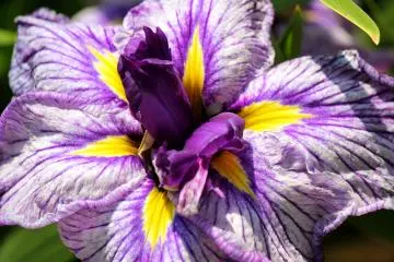 There are so many unique irises just waiting to be discovered