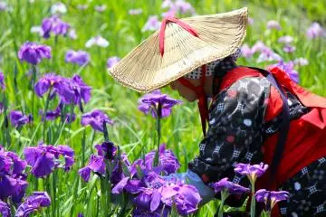 <p>The irises must be pruned to keep the gardens so beautifully manicured</p>
